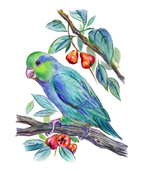 一只绿色的鹦鹉 树枝间有异国情调的水果 水彩图画 — 图库照片