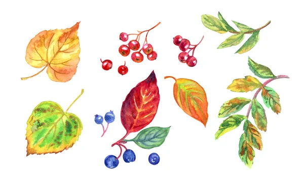 Herbstbeeren Und Lindenblätter Aquarell Auf Weißem Hintergrund Isoliert — Stockfoto