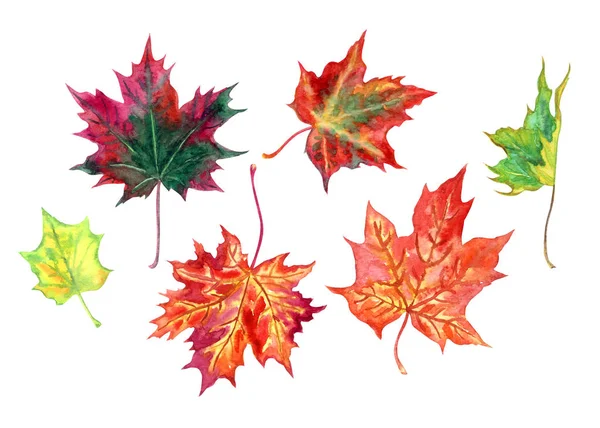Set Maple Leaves Watercolor Illustration White Background Isolated — Stock Photo, Image
