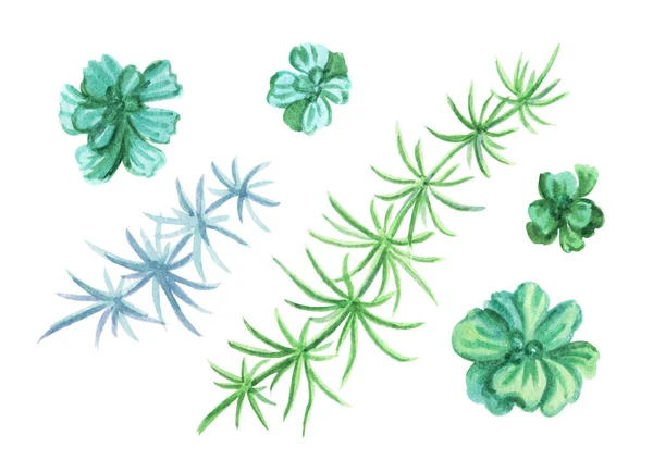Aquarienpflanzen Aquarellmalerei Auf Weißem Hintergrund — Stockfoto