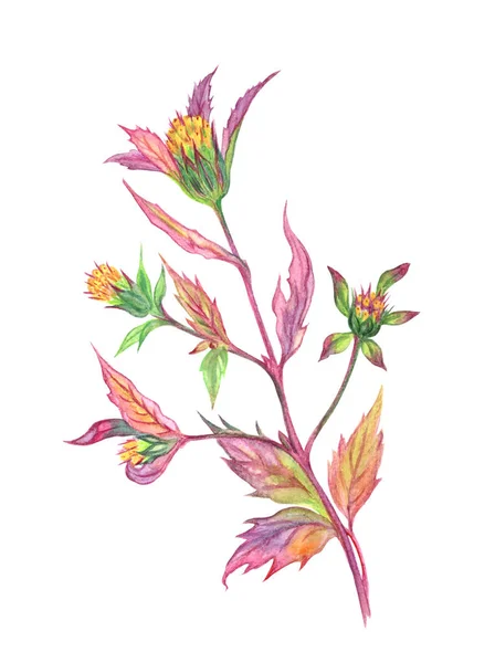 Pflanzen Ringelblume Bidens Tripartita Aquarellzeichnung Auf Weißem Hintergrund — Stockfoto
