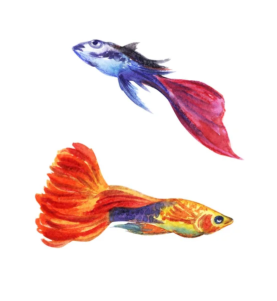 Guppies Poissons Aquarelle Dessin Sur Fond Blanc Isolé — Photo