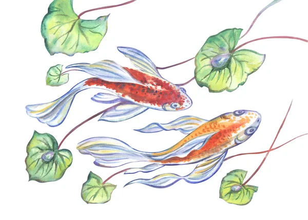 Риби Водні Рослини Koi Акварельний Малюнок Білому Тлі Ізольовані — стокове фото