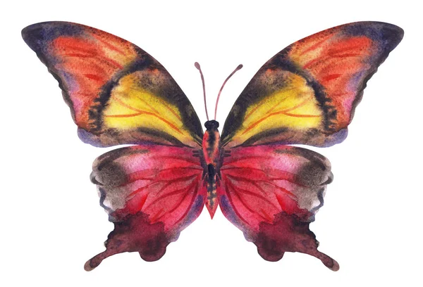 Mariposa Rojo Amarilla Dibujo Acuarela Sobre Fondo Blanco Aislado — Foto de Stock