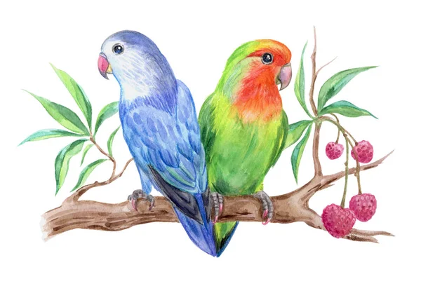 Dois Papagaio Lovebird Ramo Litchi Pintura Aquarela Fundo Branco — Fotografia de Stock