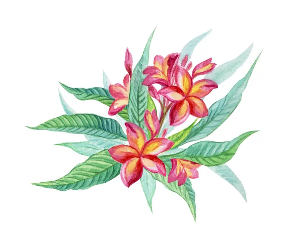 Bloeiende Plumeria Aquarel Schilderen Witte Achtergrond — Stockfoto