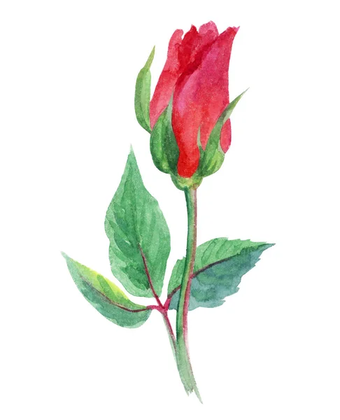 Pequena Rosa Aquarela Desenho Sobre Fundo Branco Isolado — Fotografia de Stock