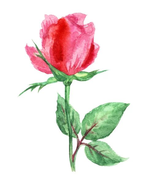 Mały Różowy Róż Akwarela Rysunek Białym Tle Białym Tle — Zdjęcie stockowe