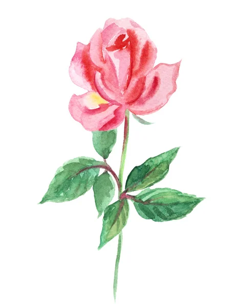 Piccola Rosa Rosa Disegno Acquerello Sfondo Bianco Isolato — Foto Stock