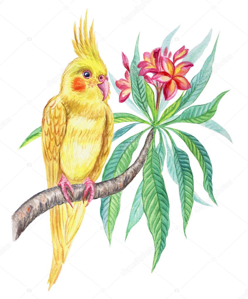 Yellow parrot on a plumeria branch, watercolor drawing on a white background, isolated.