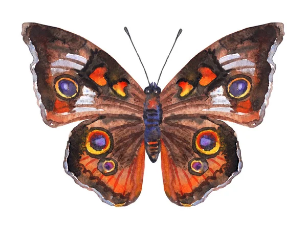 橙色棕色蝴蝶 水彩图画在白色背景 — 图库照片