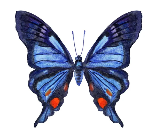 Mariposa Azul Negra Dibujo Acuarela Sobre Fondo Blanco Aislado — Foto de Stock