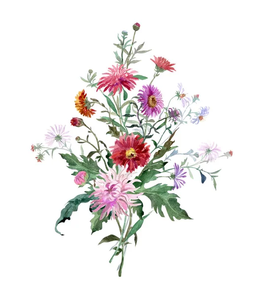 アスター 白い背景の絵画水彩画と菊の花束 — ストック写真