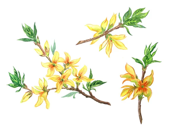 Blommande Forsythia Gren Akvarell Målning Vit Bakgrund Isolerade Med Urklippsbana — Stockfoto
