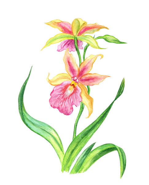 Yellow-pink orchid Oncidium, watercolor drawing on white background, isolated.