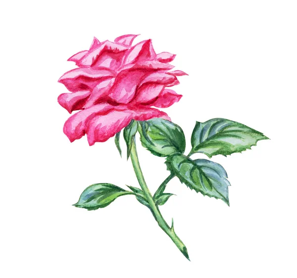 Rose Rose Vif Dessin Aquarelle Sur Fond Blanc Isolé — Photo