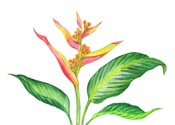 Tropická Rostlina Heliconia Akvarel Malířství Bílém Pozadí Izolované — Stock fotografie