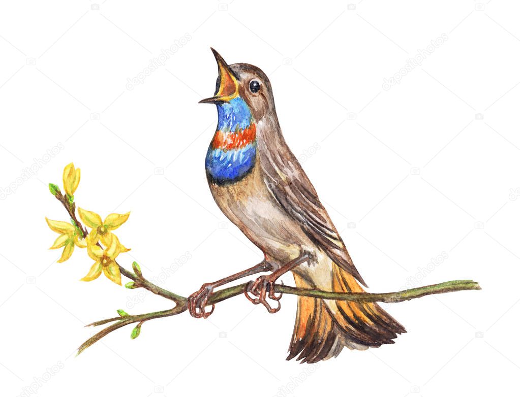 Nightingale Bluethroat on a branch blooming forsythia, watercolor painting on white background, isolated.