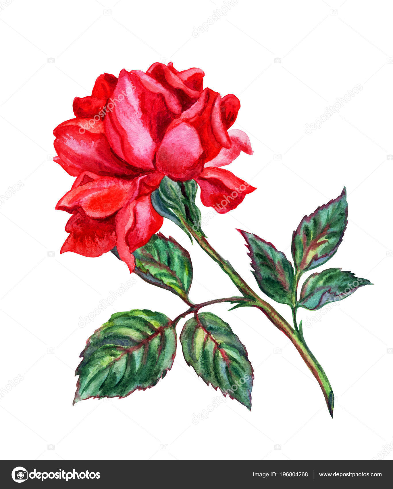 Drawings Red Rose Red Rose Watercolor Drawing White Background Isolated Stock Photo C Po Lelya Bk Ru