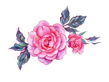 Gül, suluboya çizimi izole beyaz zemin üzerine pembe.