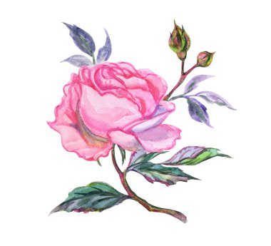 Gül, suluboya çizimi izole beyaz zemin üzerine pembe.