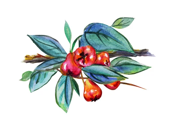 热带植物分支丁香蒲桃 玫瑰色苹果 与果子 水彩绘画在白色背景上 — 图库照片