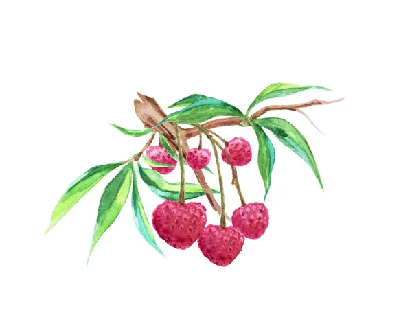 Zweig Exotischer Litschi Früchte Aquarellzeichnung Auf Weißem Hintergrund Isoliert — Stockfoto