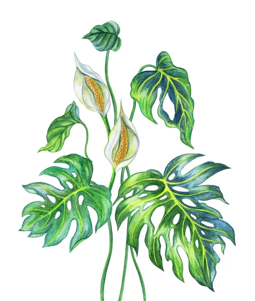 龟背竹植物用花和叶子 水彩绘画在白色背景 — 图库照片