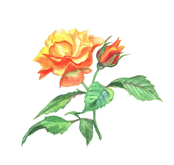 黄色上升的玫瑰色 水彩图画在白色背景 — 图库照片