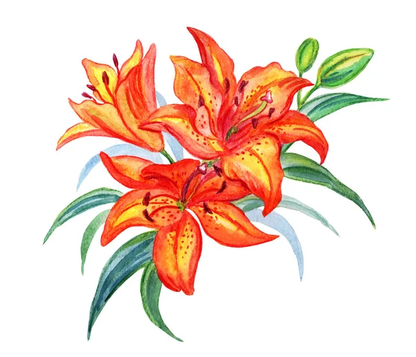 Orange Lily Watercolor Painting White Background Isolated — Stock Photo, Image