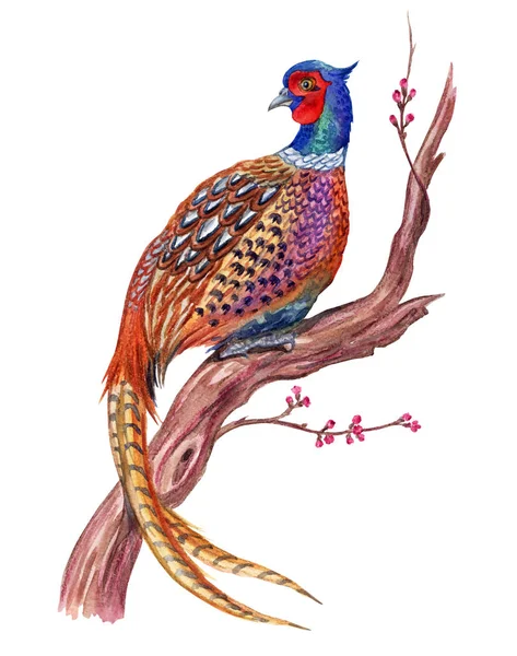Ring Necked Pheasant Tree Watercolor Drawing White Background Isolated — Stock Photo, Image