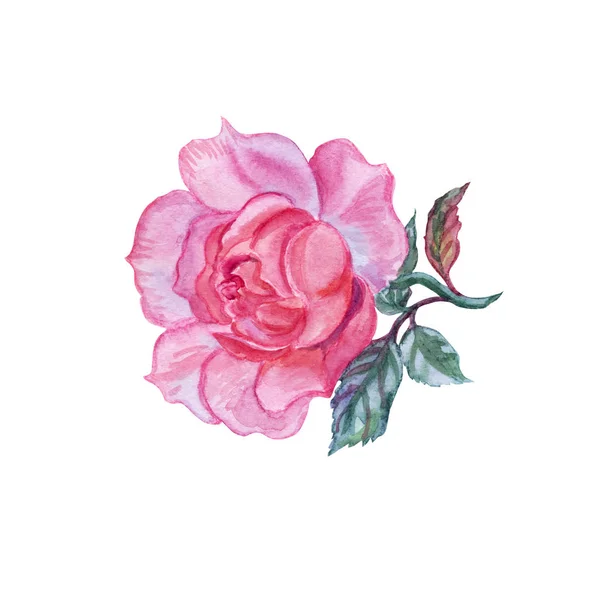 Rosa Rosa Dibujo Acuarela Sobre Fondo Blanco Aislado — Foto de Stock