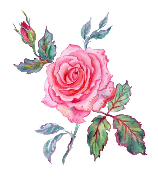 Rosa Rosa Aquarela Desenho Sobre Fundo Branco Isolado — Fotografia de Stock