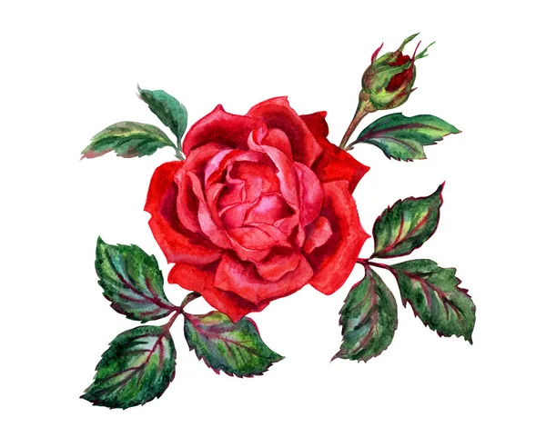 Rose Rouge Dessin Aquarelle Sur Fond Blanc Isolé — Photo