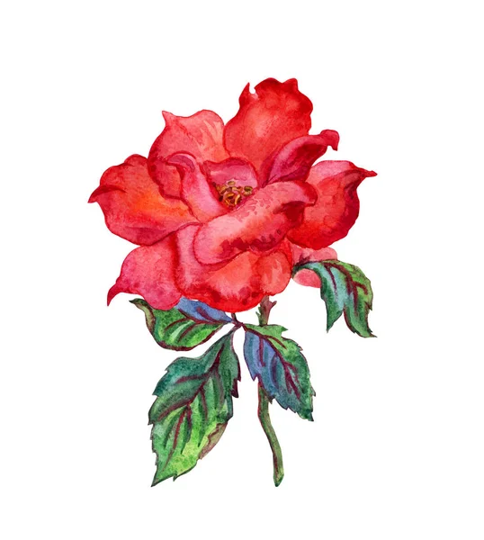 Red rose, watercolor drawing on white background, isolated.