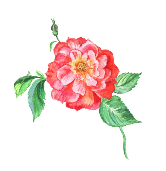 Rosa Rampicante Rossa Arancione Disegno Acquerello Sfondo Bianco Isolato — Foto Stock