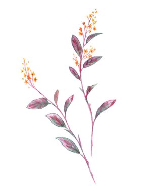 Dekoratif twigs, beyaz bir arka plan üzerinde çizim suluboya. izole.