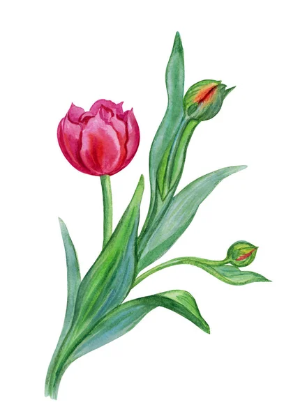 Tulip with bud, watercolor drawing on white background, isolated.