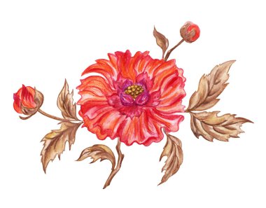 Dekoratif çiçek, beyaz arka plan üzerinde boyama suluboya.