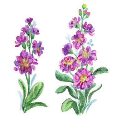 Ggillyflowers, suluboya izole beyaz arka plan üzerinde boyama.