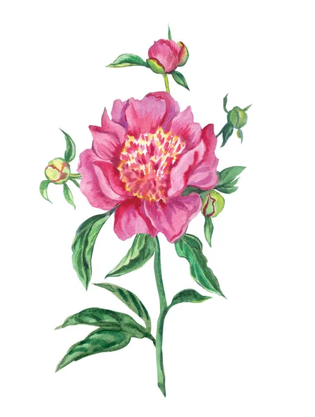 Peonia Rosa Con Gambo Gemme Foglie Disegno Acquerello Fondo Bianco — Foto Stock