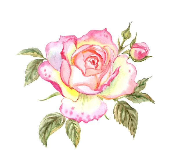 精致的粉红色玫瑰在白色背景 水彩图画 — 图库照片