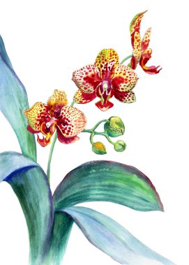 Sarı orkide, beyaz zemin üzerine suluboya desen.