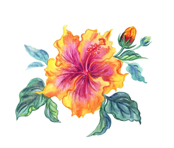 Yellow Purple Hibiscus Watercolor Painting White Background Isolated — Stock Photo, Image