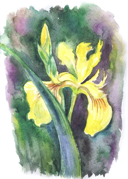 Żółty Iris Pobliżu Bagien Akwarela Rysunek — Zdjęcie stockowe