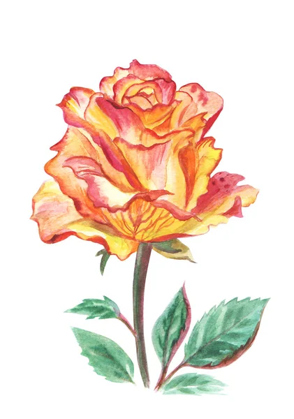 Rosa Arancione Disegno Acquerello Sfondo Bianco Isolato — Foto Stock