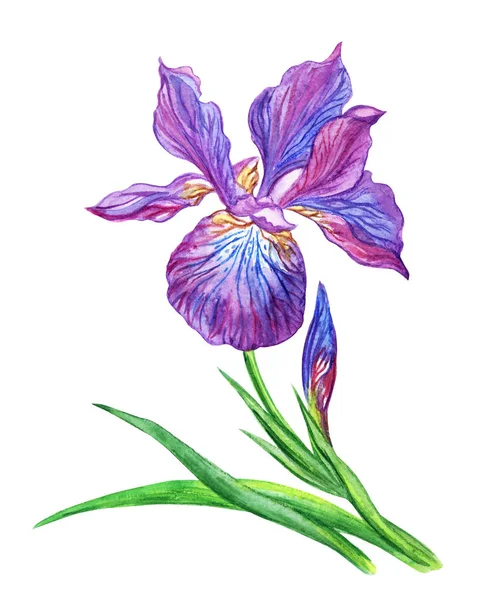 Iris Viola Pittura Acquerello Sfondo Bianco — Foto Stock