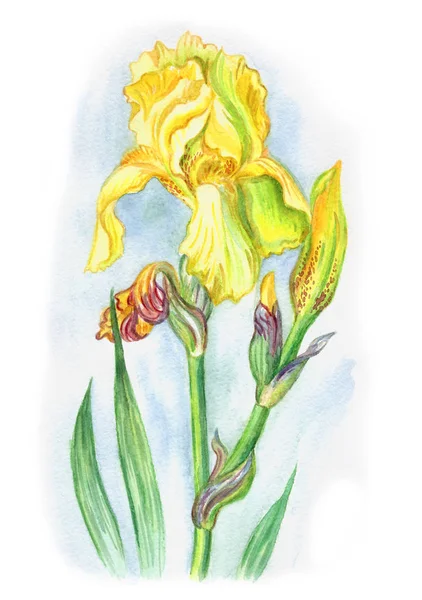 Gul Iris Med Knoppar Och Blad Akvarell Ritning — Stockfoto