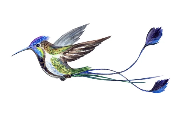 Colibrí Volador Dibujo Acuarela Sobre Fondo Blanco Aislado — Foto de Stock