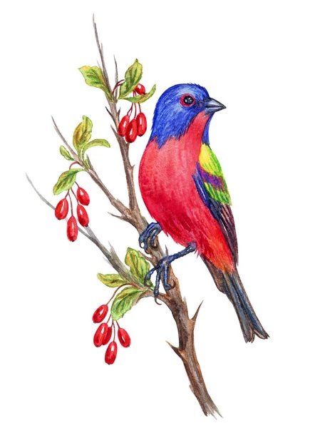 Multi Colored Bird Bunting Branch Barberry Watercolor Drawing White Background — Stock Photo, Image